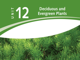 POWER_AND_TECH_files/Unit 12 - Deciduous and Evergreen