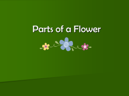 Parts of a Flower - Etna FFA Agriculture