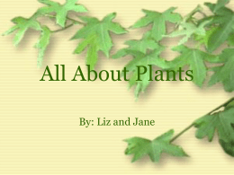 The Parts of a Plant and What Makes a Plant Grow?