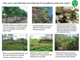 How to plant and look after Gliricidia