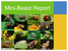 Mini-Beast Report Location classification What does it do how does