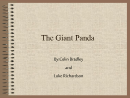 Panda by Luke and Colin