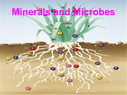 Minerals Micronutrients and Microbes