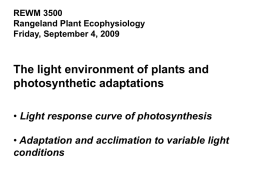 Photosynthesis - sun and shade leaves