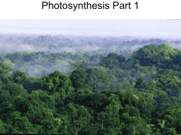 Photosynthesis Pt 1 Light