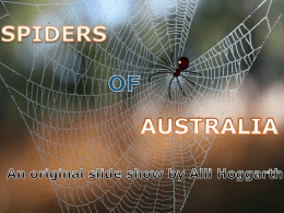 spider-slideshow Ally