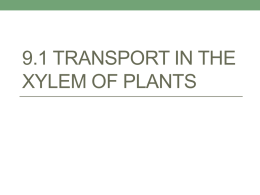 9.1 Transport in the Xylem of Plants