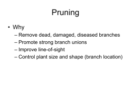 Pruning Handouts
