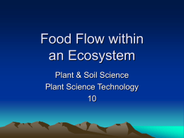 Food Flow w/in an Ecosystem