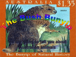Bush Bunyip Group