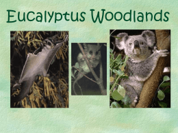 Eucalyptus Woodlands