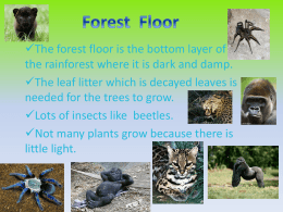 Forest Floor Layer PowerPoint