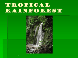 Tropical Rainforest - Bioenviroclasswiki