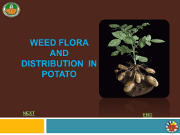 WEED FLORA AND WEED DISTRIBUTION IN POTATO