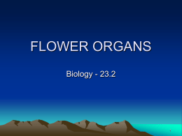 Flower Organs