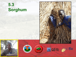 5.3 Sorghum - Spate Irrigation Network