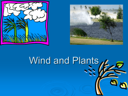 Wind and Plants