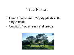 Tree Basics - Milan Area Schools