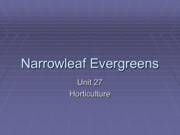 Narrowleaf Evergreens