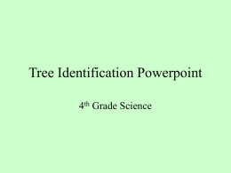 Tree Identification PowerPoint