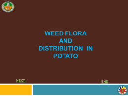 WEED FLORA AND WEED DISTRIBUTION IN POTATO NEXT