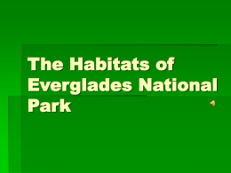 The Ecosystem of the Everglades National Park