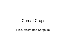 Cereal Crops - World of Teaching