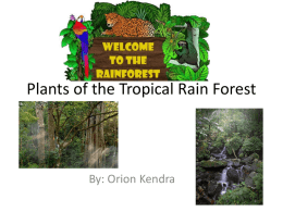Plants Of The Tropical Rain Forest - cooklowery14-15