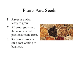 Plants And Seeds