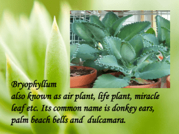 Bryophyllum 2