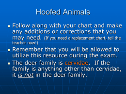 Hoofed Animals Show