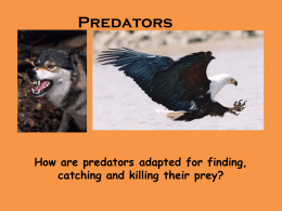 Pred and prey images