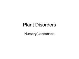 Plant-Disorders - Mid