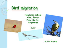 Birds migration - aves-migratorias