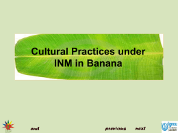Cultural practices under INM in banana