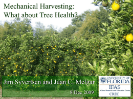 What about Tree Health? – Jim Syvertsen (Dec. 2009)