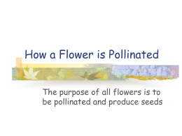 How a Flower is Pollinated?