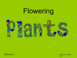 Flowering plants