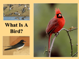 What Is A Bird? - Tale of Chipilo