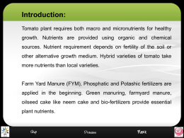 RLO Nutrient Management in Tomato Nursery