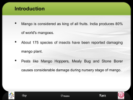 RLO Insect Pests of Mango in Nursery