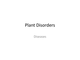 Plant Disorders - Mid