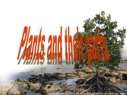 Systems Chpt 4- Plants and their parts