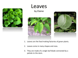 Leaves by Elaine - intelessentials2