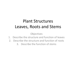 Plant Structures Leaves, Roots and Stem
