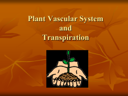 Vascular System PPT