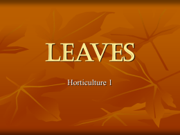 What are the functions of leaves?