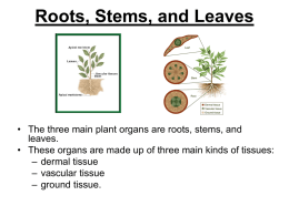 roots, stems, and leaves