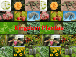 Kingdom Plantae Curriculum Expectations Don`t Copy - hills