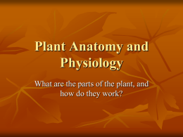 Plant Structure and function